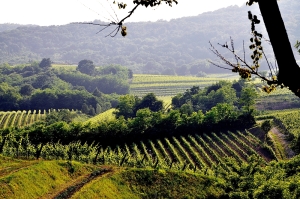 Collio-Brda; club UNESCO Udine; Udine; Collio; Brda; Dolenga del Collio; Dobrovo