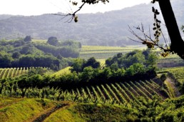 Collio-Brda; club UNESCO Udine; Udine; Collio; Brda; Dolenga del Collio; Dobrovo